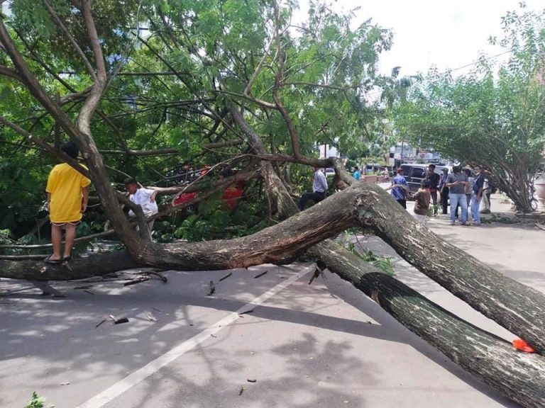 Dinilai Lepas Tangan, Pemilik Mobil Brio Korban Pohon Tumbang di Prabumulih Minta Pendampingan Hukum